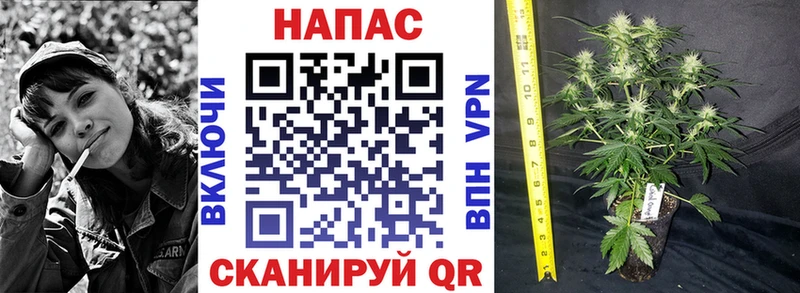 Шишки марихуана марихуана  omg сайт  Волоколамск 